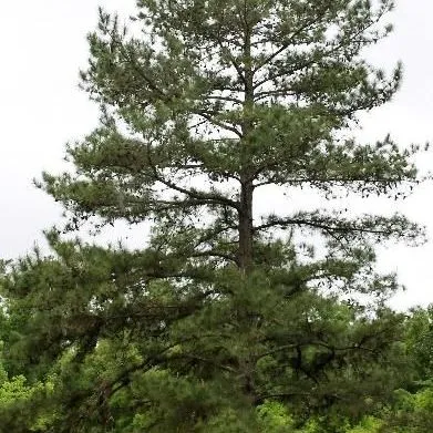 thumbnail for publication: Pinus taeda: Loblolly Pine